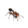 Ant Treatment