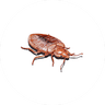 Bed Bug Treatment