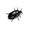 Beetle Treatment