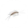 Centipede & Millipede Treatment