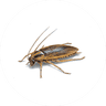 Cockroach Treatment