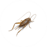 Cricket Treatment