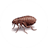 Flea Treatment