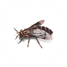 Fly Treatment