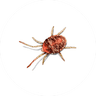Mite Treatment