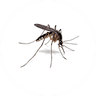 Mosquito Treatment