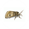 Moth Treatment