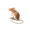 Rodent Treatment