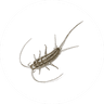 Silverfish Treatment