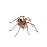 Spider Treatment