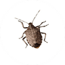 Stink Bug Treatment