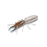 Termite Treatment