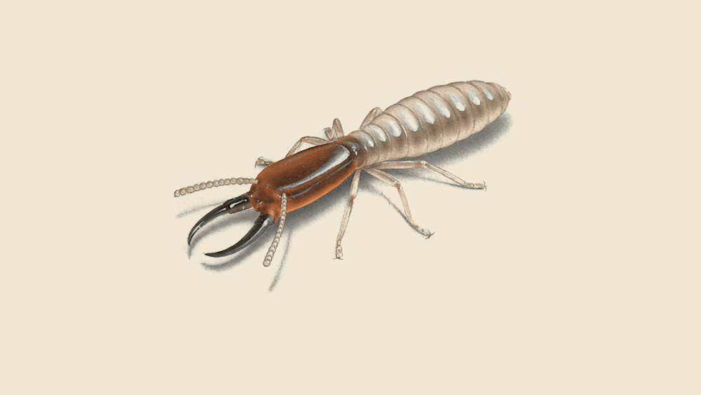 Drywood termite illustration