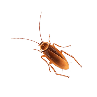 Cockroach illustration